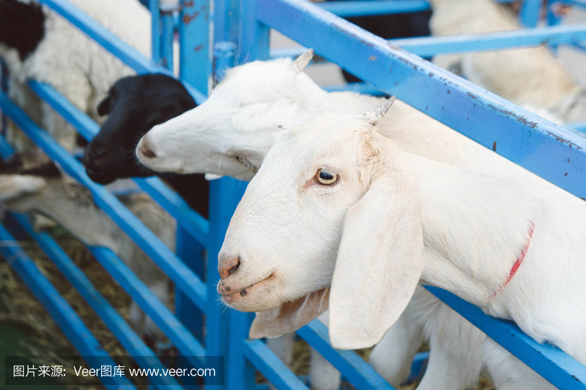 农场里有山羊,供动物饲养牲畜