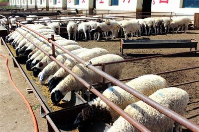 肉羊养殖场项目可行性研究报告