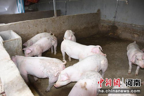 汝州 特色生猪养殖让贫困户的腰包鼓起来