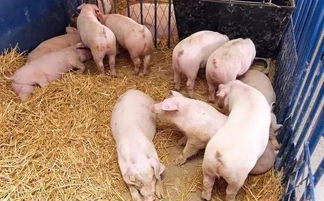 生猪减少,南猪北上减弱 没猪的养殖户苦不堪言
