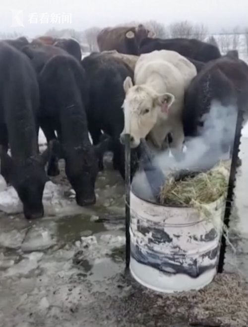 视频 牲畜被冻死 美国得州牧场主 烧桶化冰 救牛群